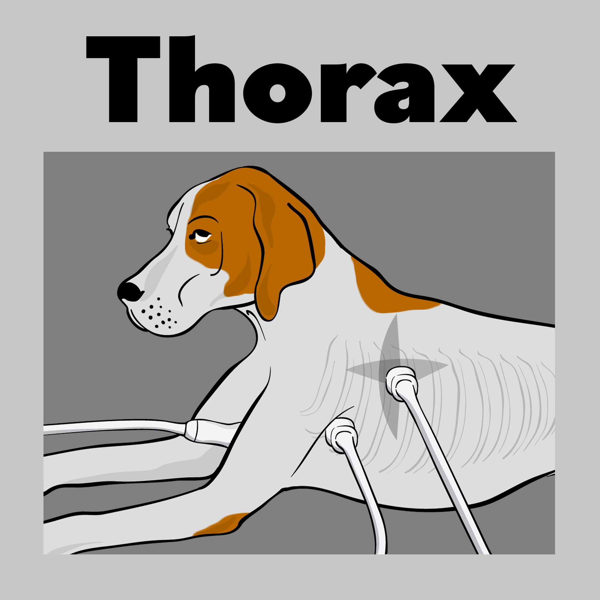 Thorax / non-cardiac (Section 2 of Mastering Ultrasound) - Small